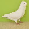 Kreissschau Kanitz 2010 1349